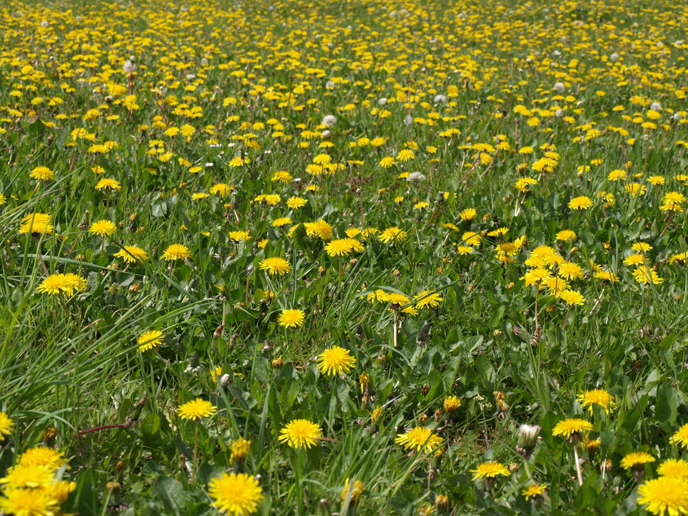 En vert et jaune.