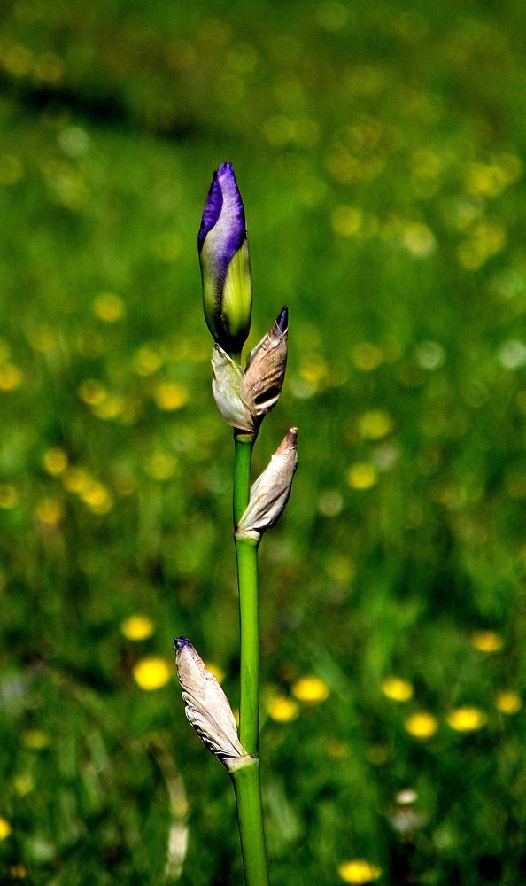 EN VOICI UN FLEURI