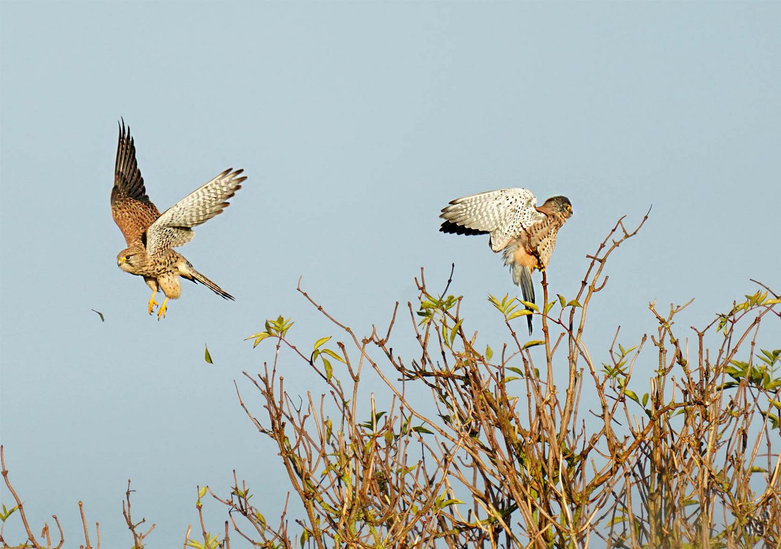 En vol ...le couple de faucon crécerelle