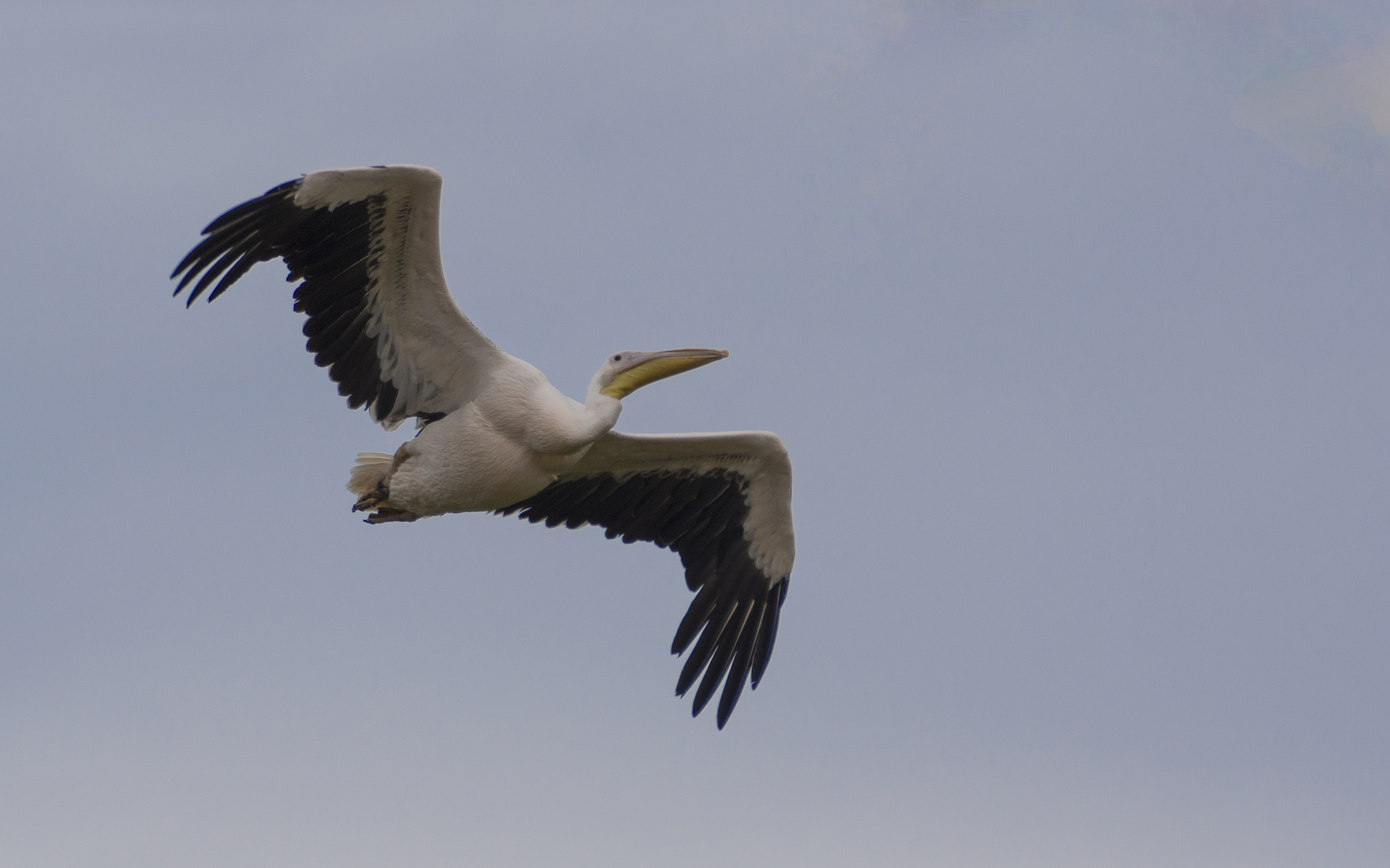 En vol (Pelecanus onocrotalus, pélican blanc)