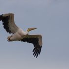 En vol (Pelecanus onocrotalus, pélican blanc)