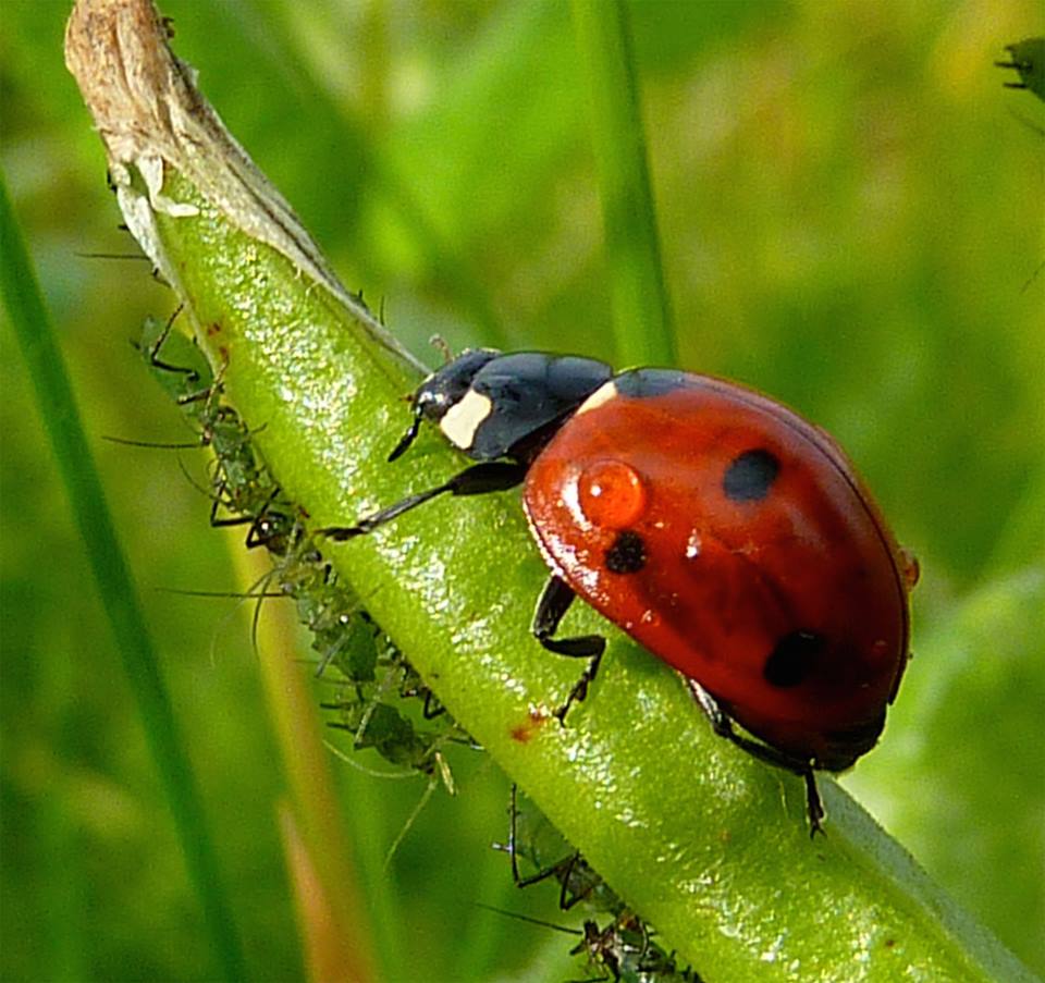 En vous souhaitant une belle journée d'été madame la coccinelle...