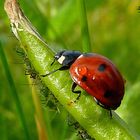 En vous souhaitant une belle journée d'été madame la coccinelle...