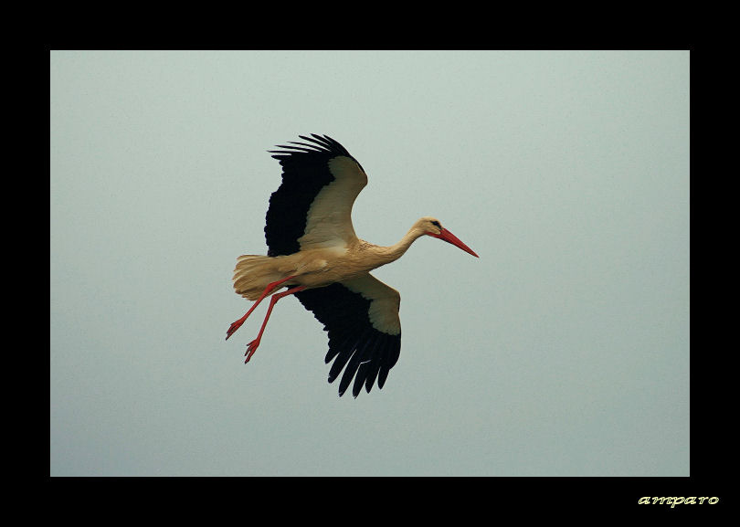 En Vuelo ( dedicada javier sanz )