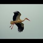 En Vuelo ( dedicada javier sanz )