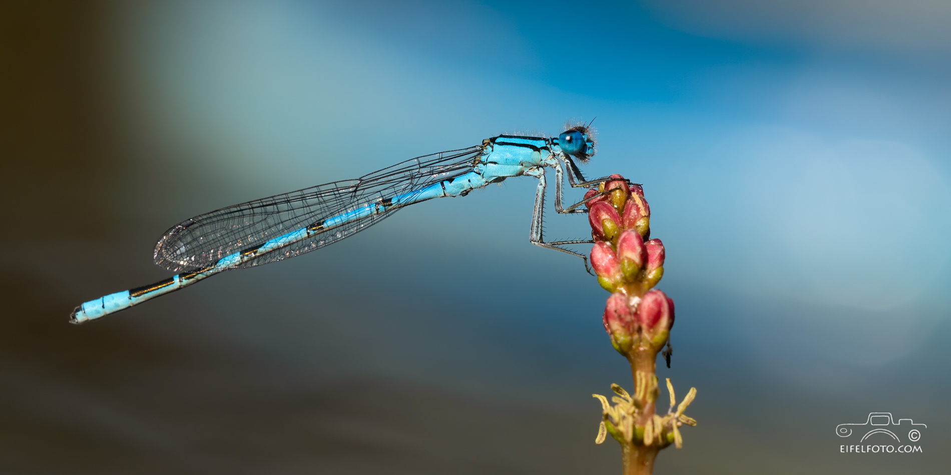 Enallagma cyathigerum - Gemeine Becherjungfer 