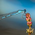 Enallagma cyathigerum - Gemeine Becherjungfer 