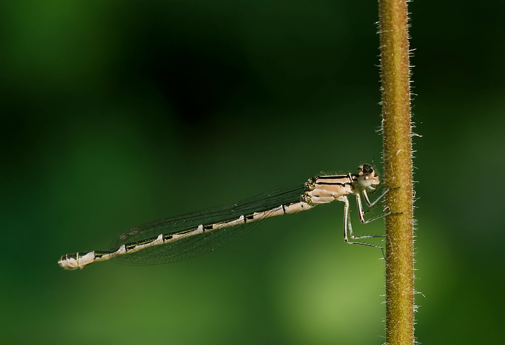 Enallagma cyathigerum – Gemeine Becherjungfer - Weibchen