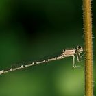 Enallagma cyathigerum – Gemeine Becherjungfer - Weibchen