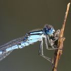 Enallagma cyathigerum male eating - Common Blue Damselfly male eating