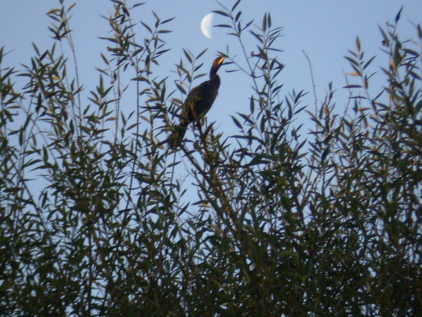 ENAMORADO DE LA LUNA