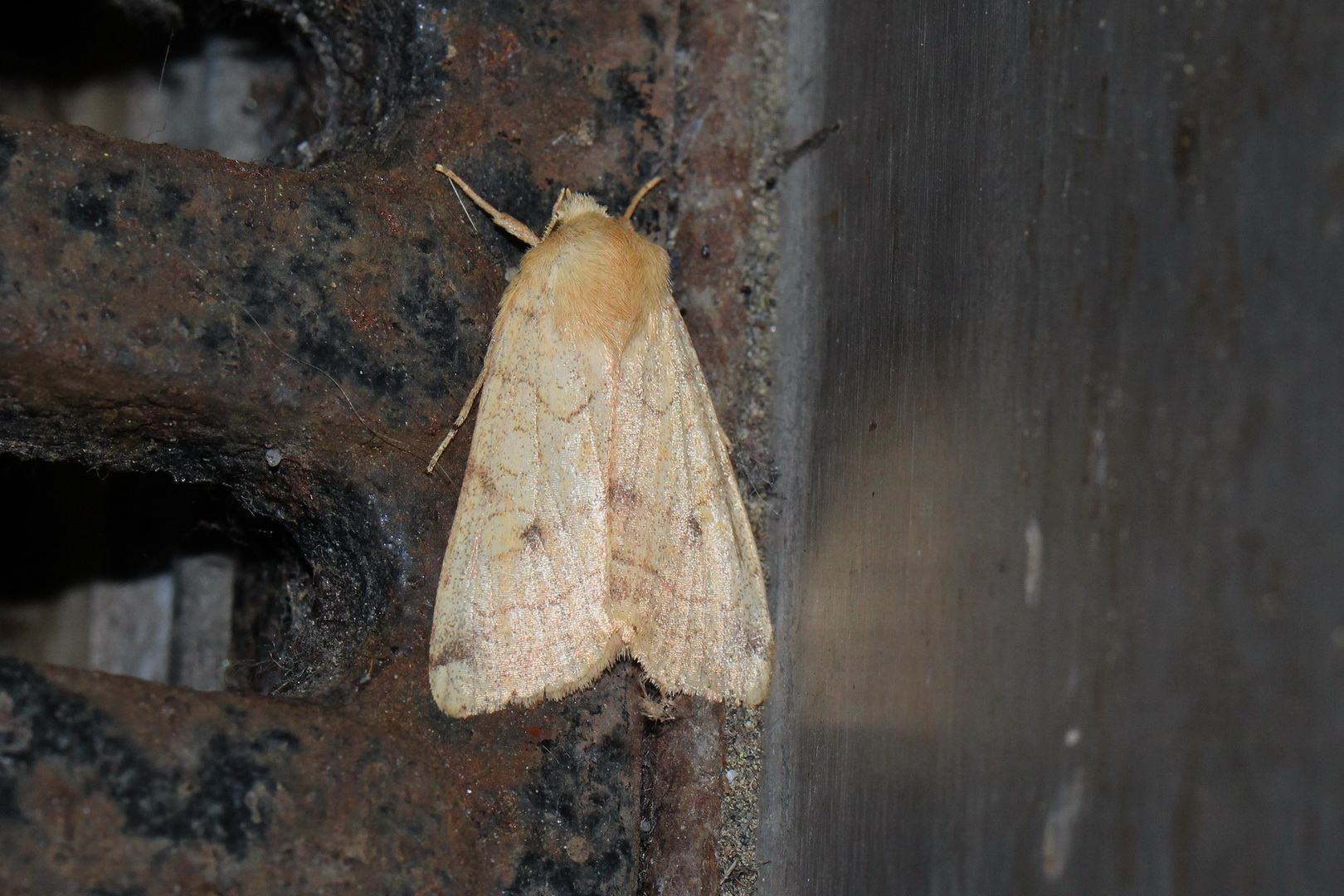 Enargia paleacea