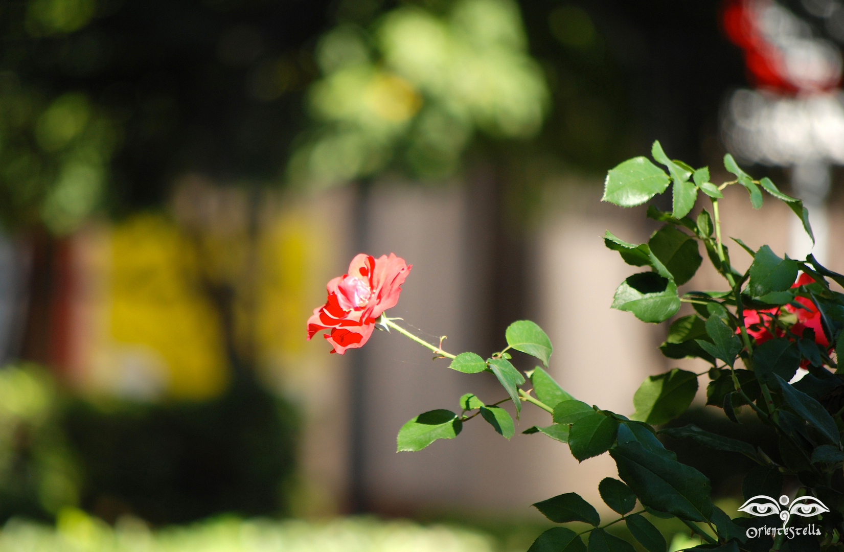 Encantado por una rosa....