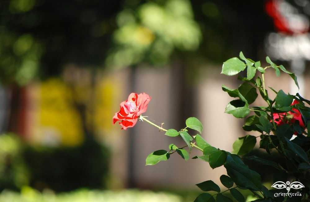 Encantado por una rosa....