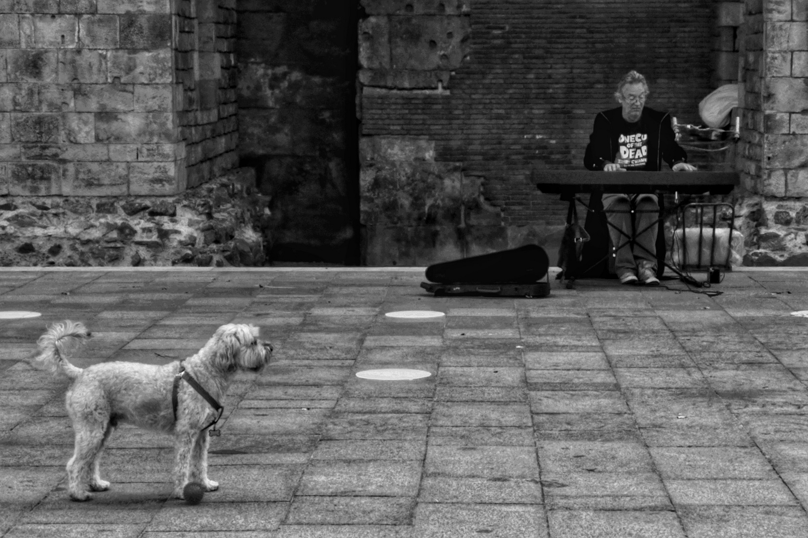 Encantador de perros / Hundeflüsterer