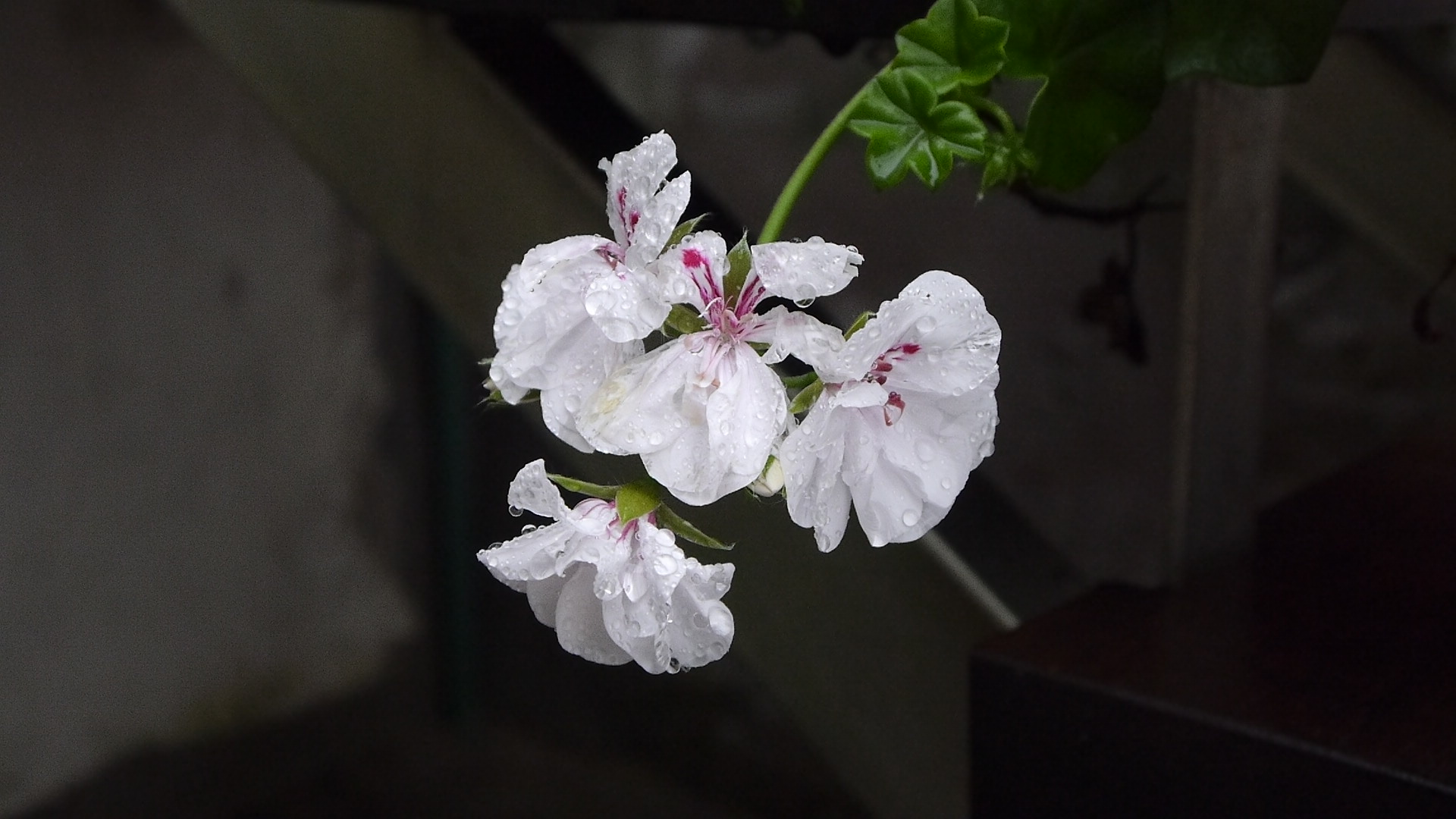 encantadora bajo la lluvia