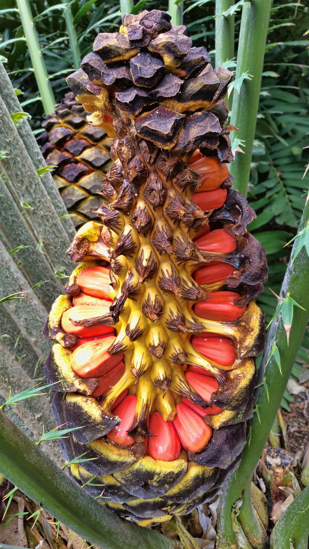 Encephalartos laurentianus -Samen