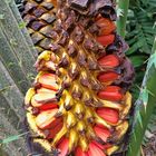 Encephalartos laurentianus -Samen