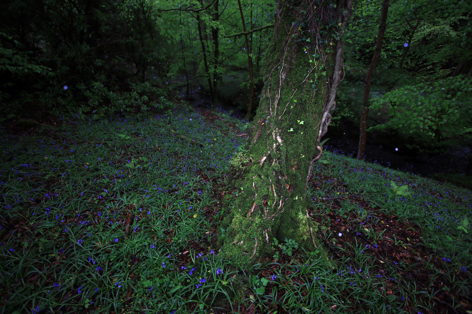 Enchanted Forest