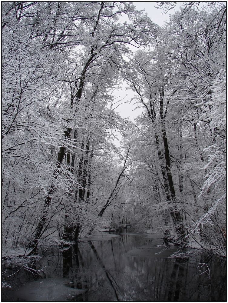 Enchanted Forest of Everfrost