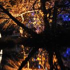 Enchanted Woodland, Syon Park, London