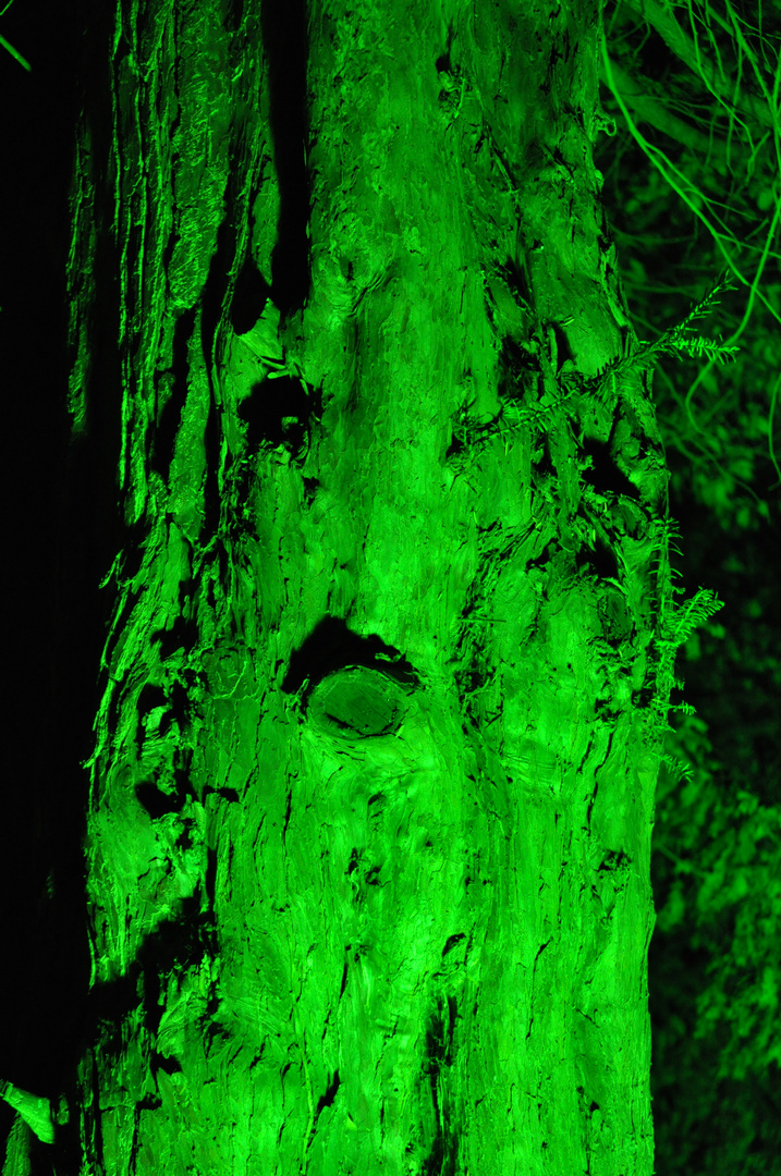 Enchanted Woodland Syon Park, London, Enchanted Green Tree