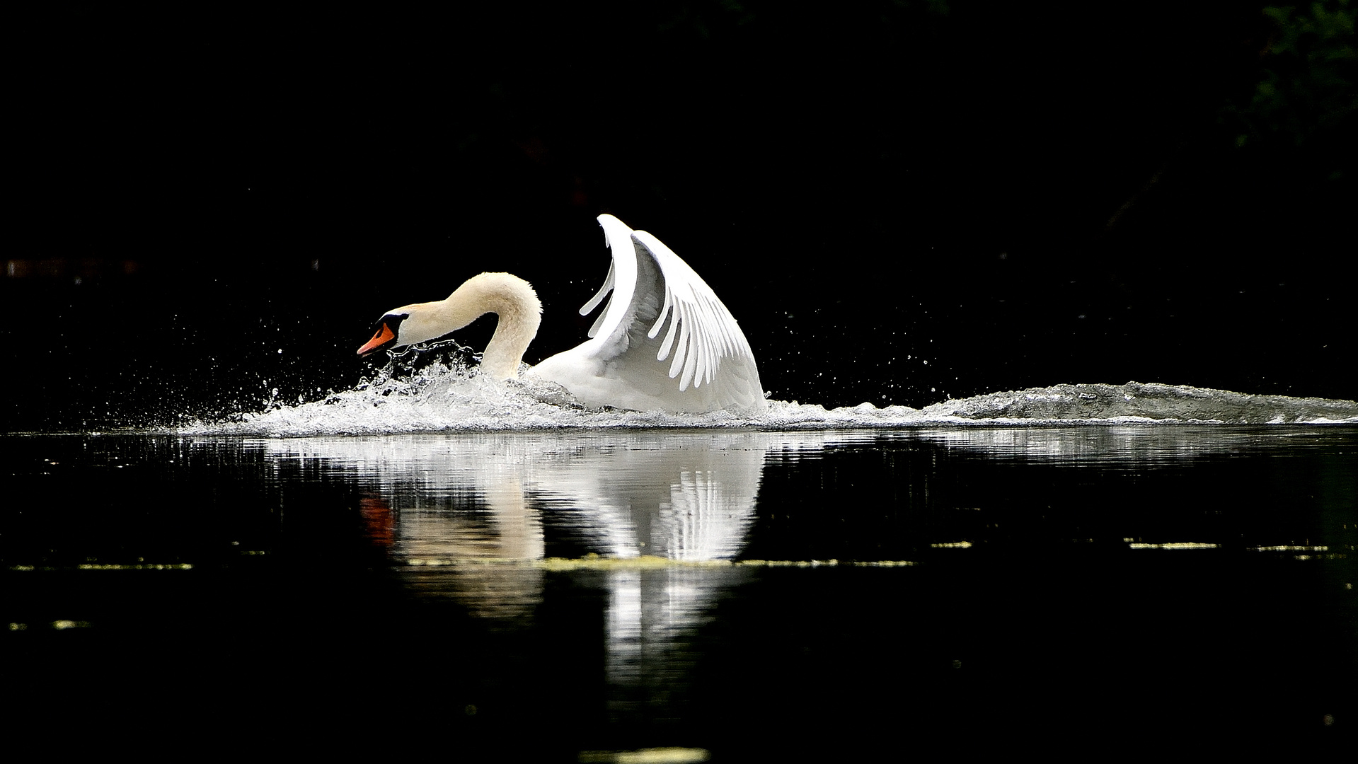 Enchantement au lac des cygnes