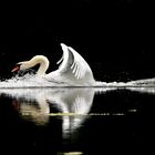 Enchantement au lac des cygnes