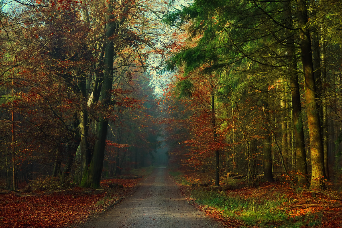 Enchanting Forest Colours