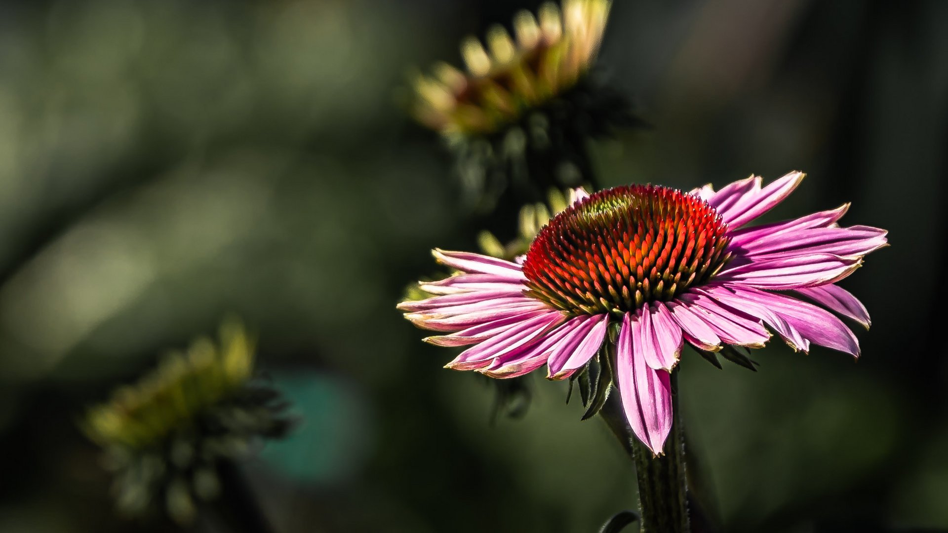 Enchinacea schon bald verbüht