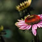 Enchinacea schon bald verbüht