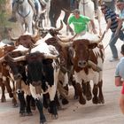 Encierro en La Vegallera (Albacete)