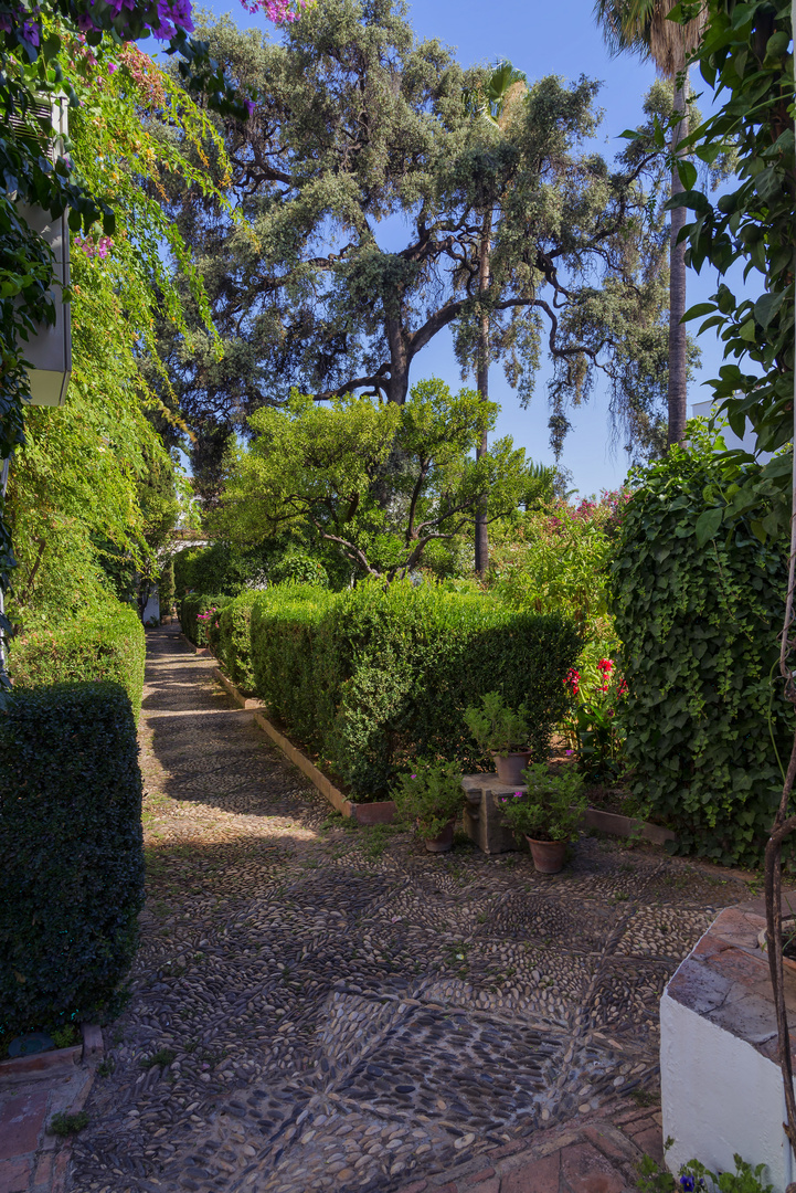 ENCINA DEL PATIO DE EL JARDÍN