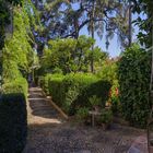 ENCINA DEL PATIO DE EL JARDÍN