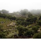 Encinas en la niebla