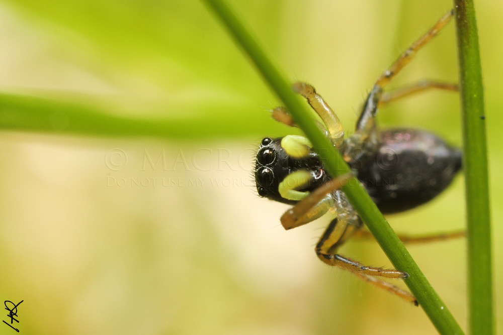 Encore de la salticidae