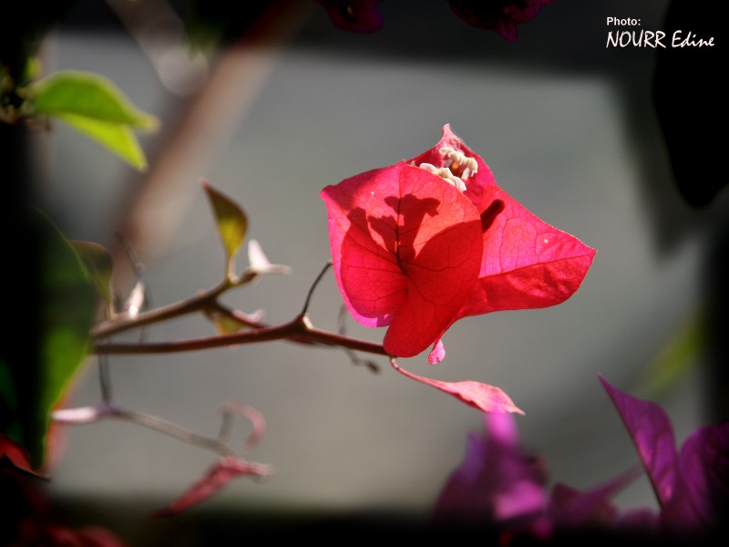 Encore des bougainvillées