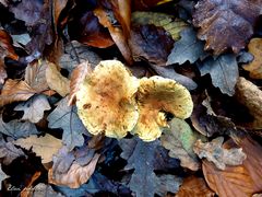 Encore des champignons !