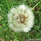 Encore des fleurs et de la nature