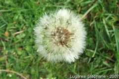 Encore des fleurs et de la nature