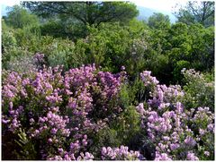 Encore des fleurs sauvages