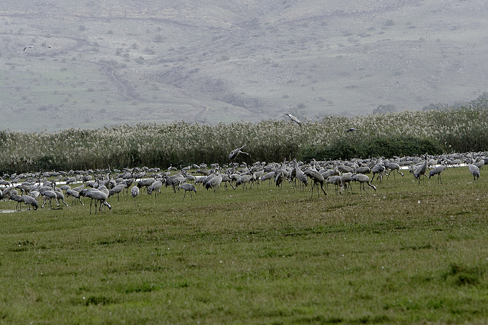 Encore des grues 