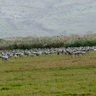 Encore des grues 