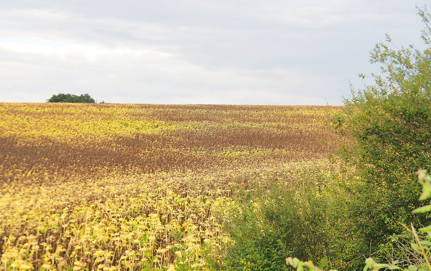 Encore du jaune dans la campagne