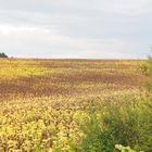 Encore du jaune dans la campagne