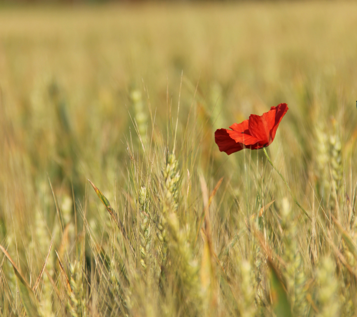 Encore les coquelicots!