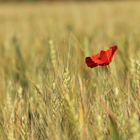 Encore les coquelicots!