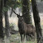 encore quelques cerfs...