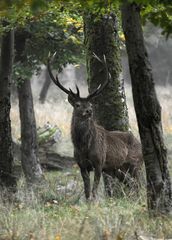 encore quelques cerfs...