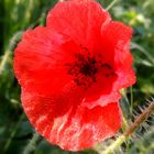 Encore un coquelicot ...